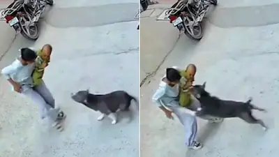 v8n1nusk_sonipat-pit-bull-attack_625x300_18_September_26
